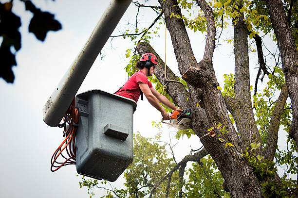 Best Utility Line Clearance  in Coaldale, PA